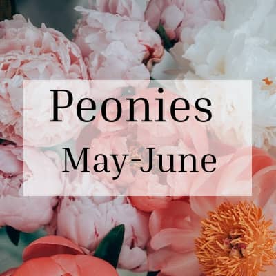 Peony Season May-June