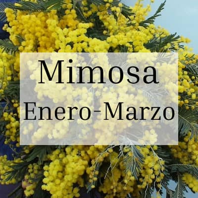 Mimosa Temporada Enero-Marzo