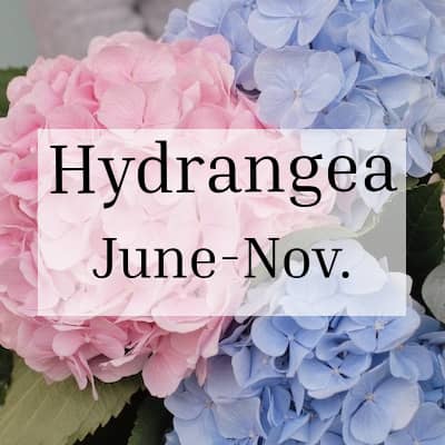 Hydrangea Season Junio-Julio September-November