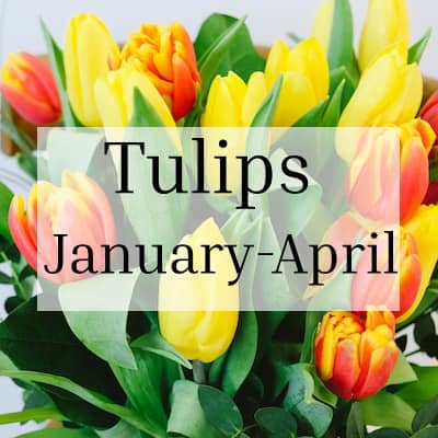 Tulip Season January-April