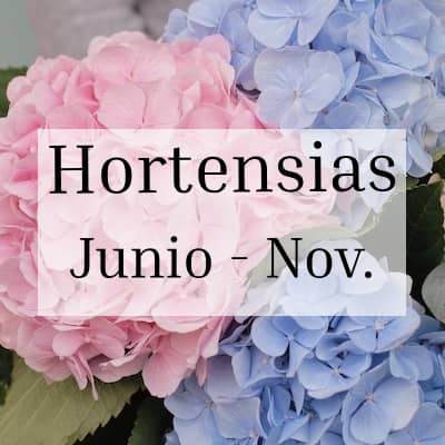 Hortensias Temporada Junio-Julio Septiembre-Noviembre