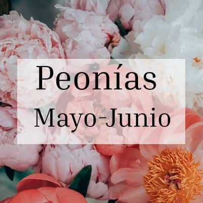 Peonias Temporada Mayo-Junio