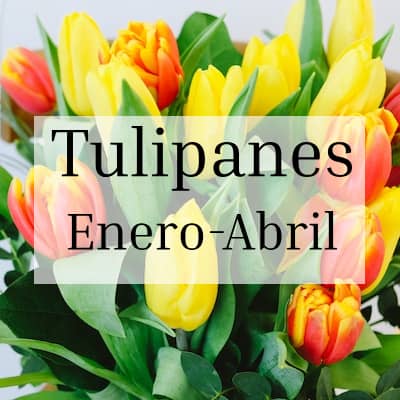 Tulipanes Temporada Enero-Abril