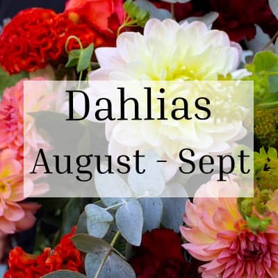 Dahlias Season August-September