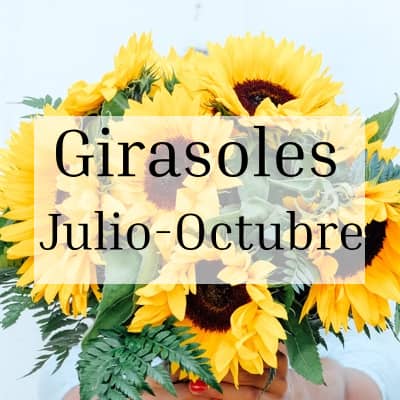 Girasoles Temporada Julio-Noviembre